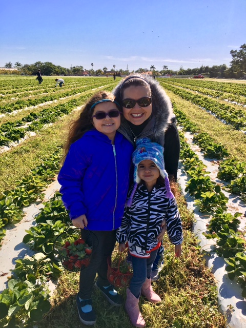 Strawberry picking Touring the Redland with Kids: A Family Favorite Activity
