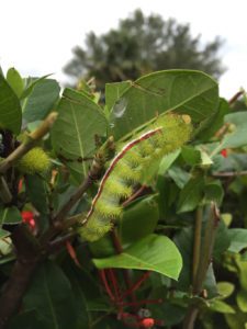 Four Caterpillars in Miami that Actually ARE Poisonous
