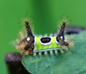 Four Caterpillars in Miami that Actually ARE Poisonous