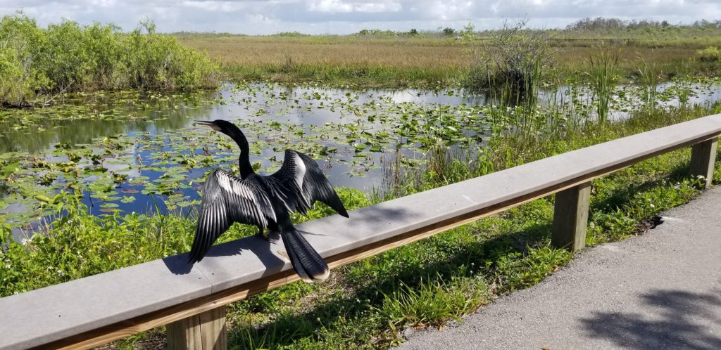 anhinga trail 5 Must-See Campgrounds Under 5 Hours From Miami Ailyn Quesada Contributor Miami Moms Blog