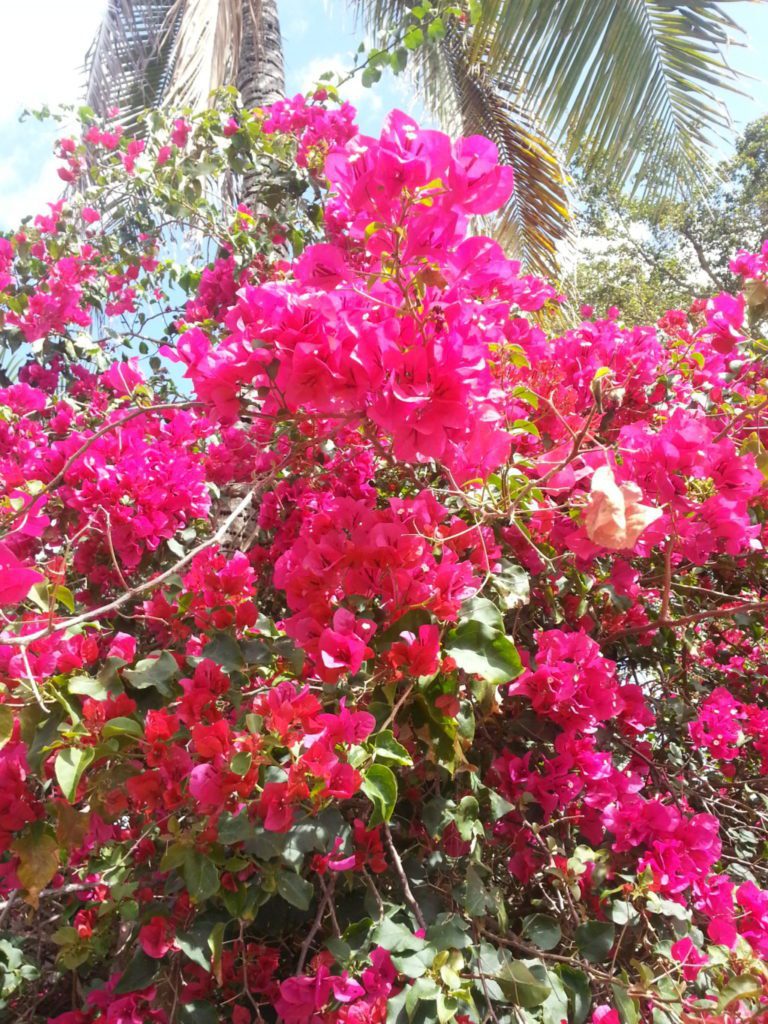 bougainvillea Freedom, Bravery, and my Abuelo's Courageous Legacy Becky Gonzalez Contributor Miami Moms Blog