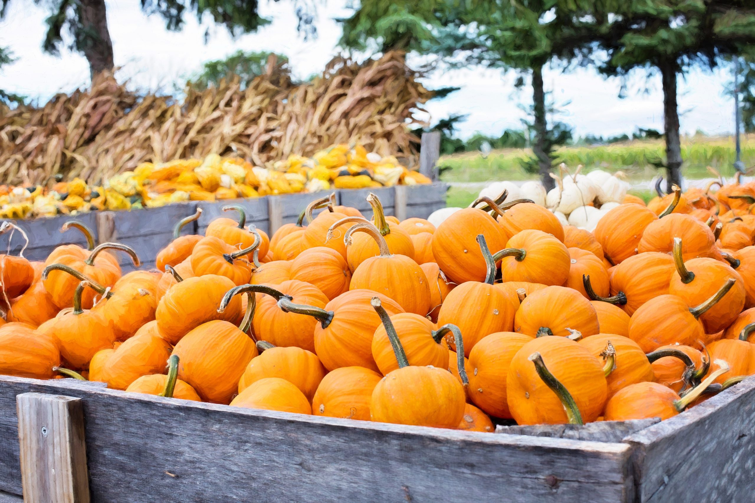 miami moms blog fall guide All Things Fall 2019: Guide to Miami Pumpkin Patches & Activities