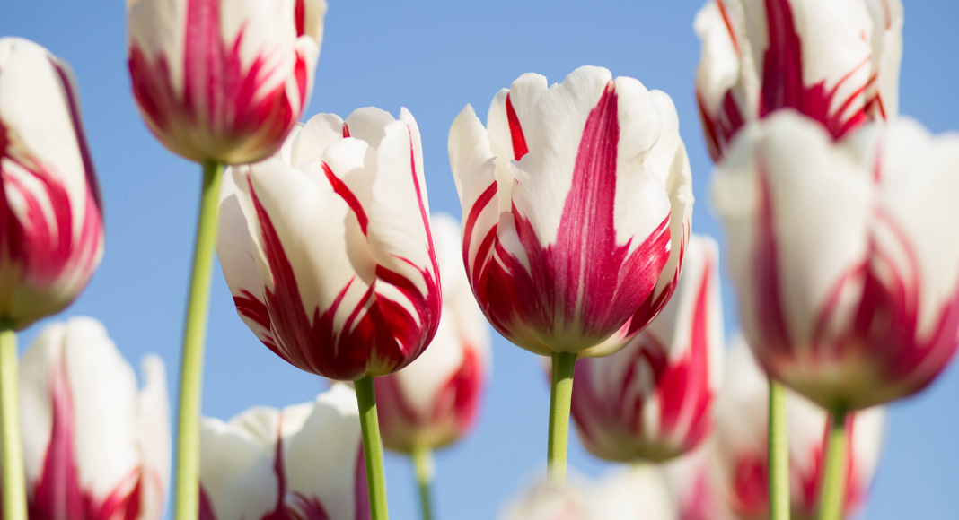 Image: Pink and white tulips against a blue sky