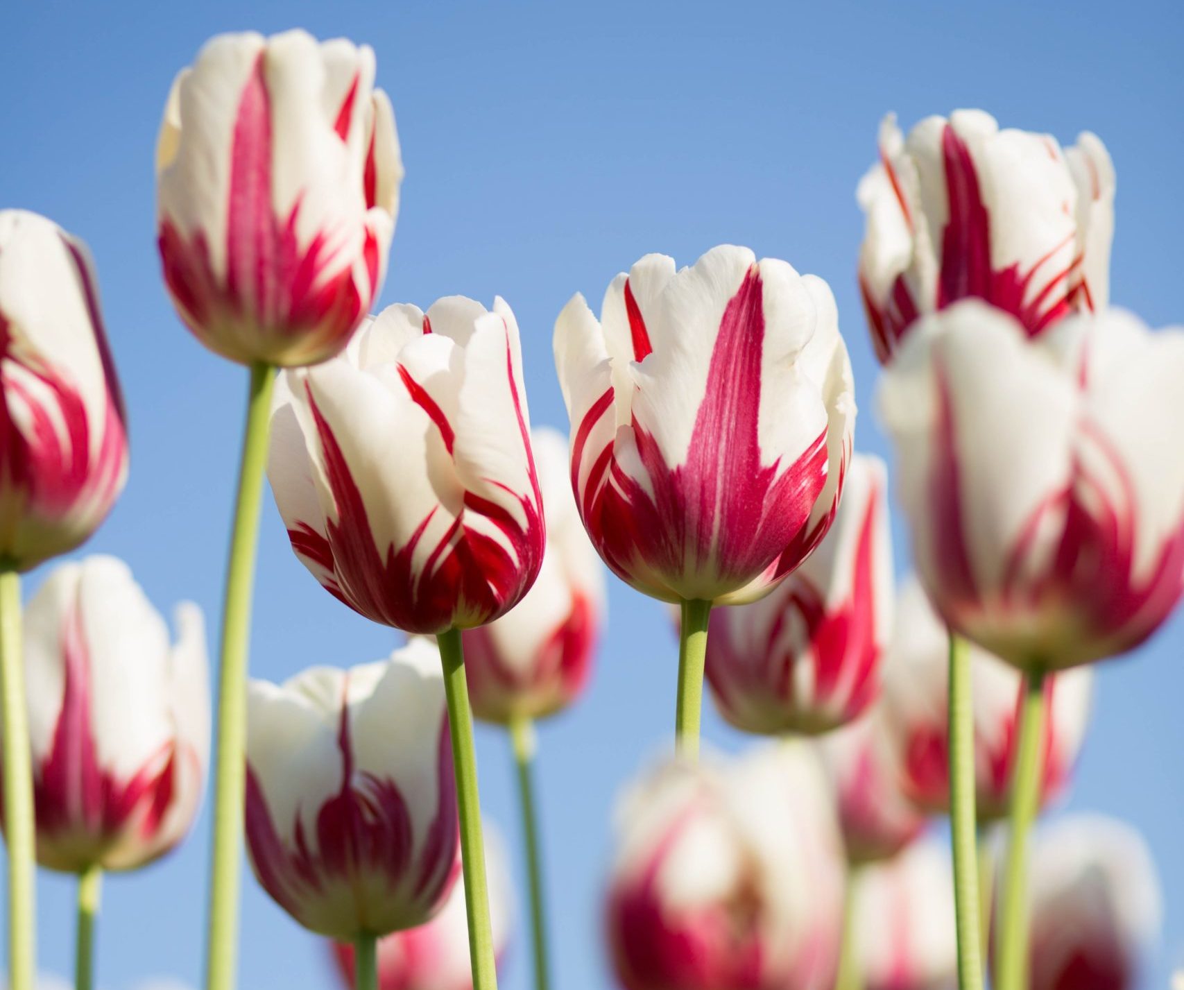 Image: Pink and white tulips against a blue sky