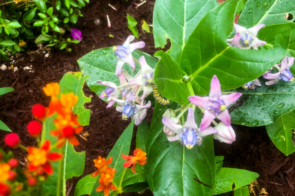 5 tips para plantar un jardín de mariposas en Miami Caro Mejia Contributor Miami Moms Blog