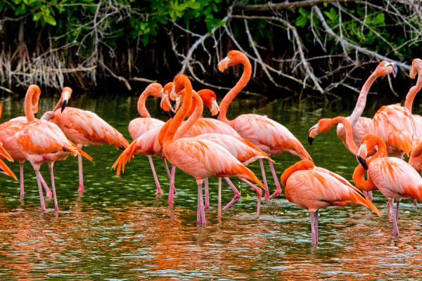 A flock of flamingos (Lorena Lougedo Contributor Miami Mom Collective)