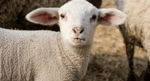 A white lamb (Passover and Easter Nutrition Hacks: Put ALL THE EGGS In Your Basket Monica Moreno Contributor Miami Mom Collective)
