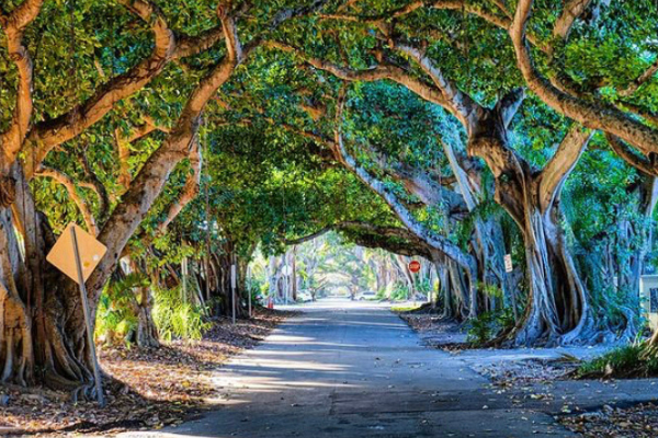Banyan trees lining a Coral Gables street (Love Where You Live: Why I Love Living in Coral Gables Bella Behar Contributor Miami Mom Collective)