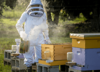 Kristina in her beekeeper suit, tending to her bees (Beekeeping: How the Bees Found Me Kristina Fiorentino Contributor Miami Mom Collective)
