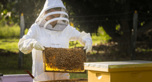 Kristina pulling some honeycomb out of a hive (Beekeeping: How the Bees Found Me Kristina Fiorentino Contributor Miami Mom Collective)