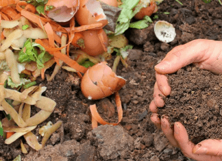 A compost pile (Composting: What You Need to Get Started Kristina Fiorentino Contributor Miami Mom Collective)
