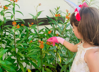 Jessica's daughter tending their butterfly garden (Butterfly Gardening in South Florida Jessica Alvarez-Ducos Contributor Miami Mom Collective)