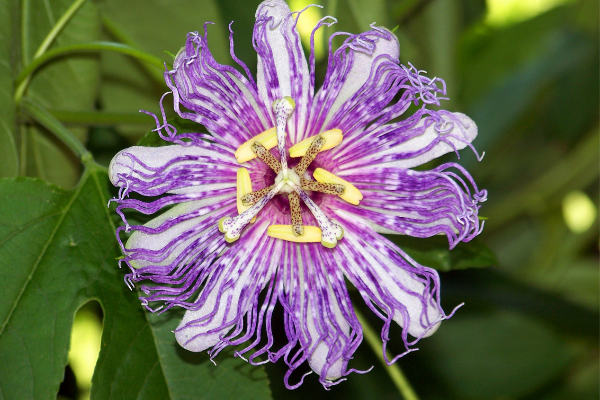 A purple passion flower (Butterfly Gardening in South Florida Jessica Alvarez-Ducos Contributor Miami Mom Collective)
