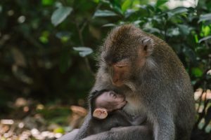 A monkey breastfeeding her baby (Aymee Blanco Contributor Miami Mom Collective)