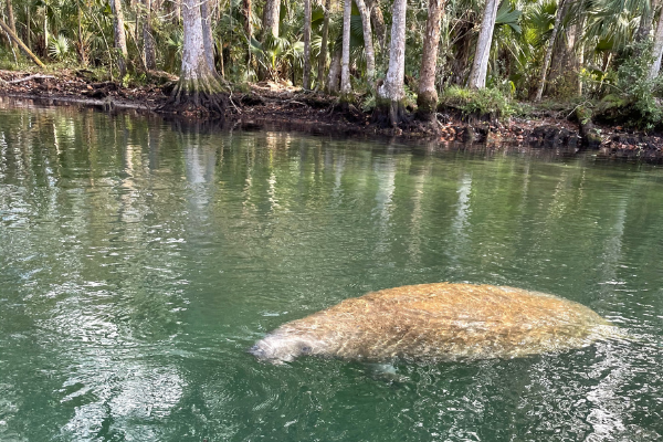 Image: A manatee swimming in The Chaz River (Fall Getaways: 6 Destinations to Visit This Year Rachelle Haime Contributor Miami Mom Collective)