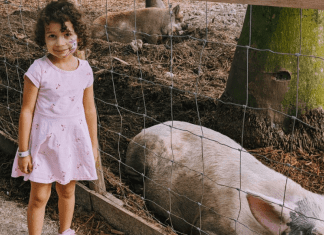 Image: A little girl standing next to the pig pen at a local farm (Winter Break Bucket List: Have Fun & Make Lasting Memories | Dr. Bob Lynda Lantz Editor Miami Mom Collective)