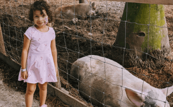 Image: A little girl standing next to the pig pen at a local farm (Winter Break Bucket List: Have Fun & Make Lasting Memories | Dr. Bob Lynda Lantz Editor Miami Mom Collective)