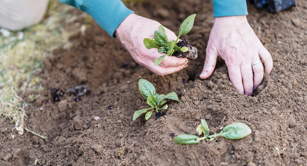 Edible Gardening Calendar: What to Plant & When in South Florida!