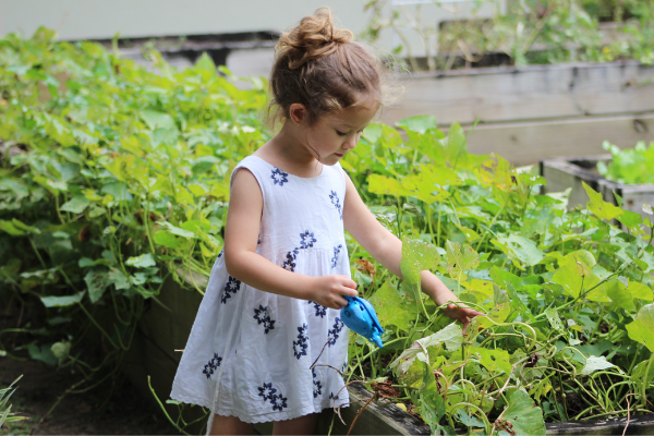 A little girl waters some pumpkin plants