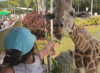 Kids feed a giraffe at Lion Country Safari