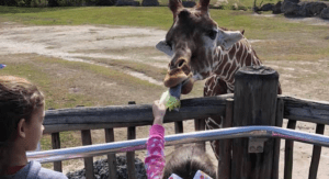 Children feeding a giraffe at Zoo Miami