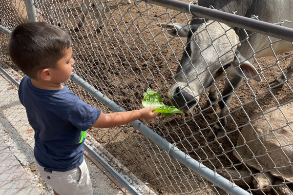 A little boy feeds a cow at Robert is Here in Homestead