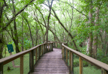 A path winds through a wooded area
