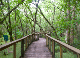 A path winds through a wooded area