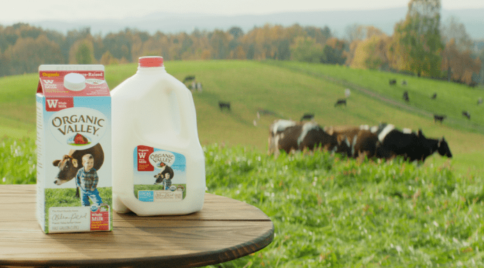 A carton and gallon jug of Organic Valley milk, with a pasture of cows in the background