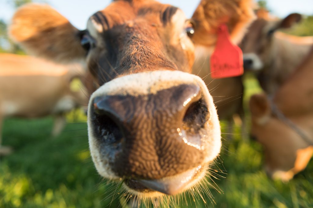 A cow looking directly into the camera