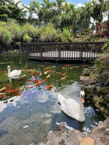 Swans and fish swim at a local amusement park