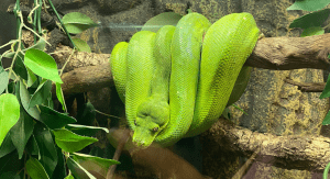 A large green snake hangs onto a tree branch