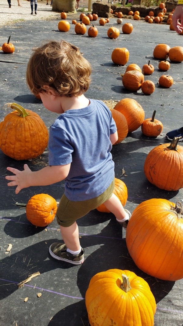 A little boy walking through a local pumpkin patch