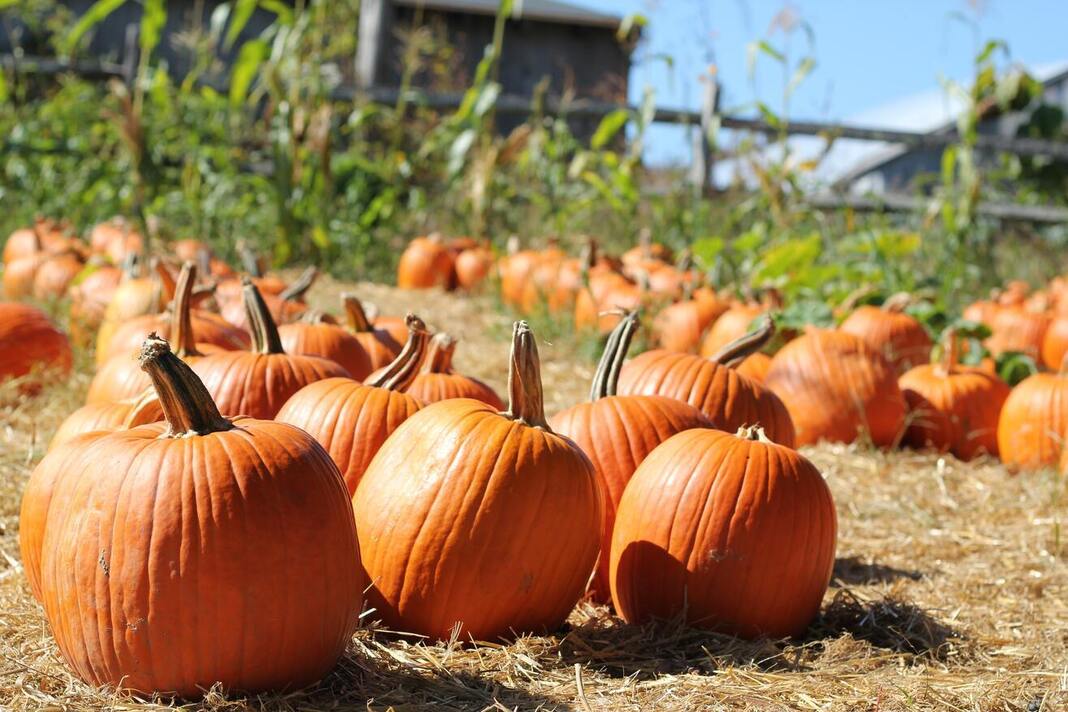 A fall pumpkin patch