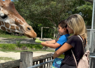 Image: A mother and son feed a giraffe at Zoo Miami