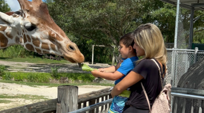 Image: A mother and son feed a giraffe at Zoo Miami