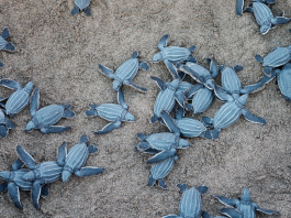 Image: Sea turtles hatch from their nest