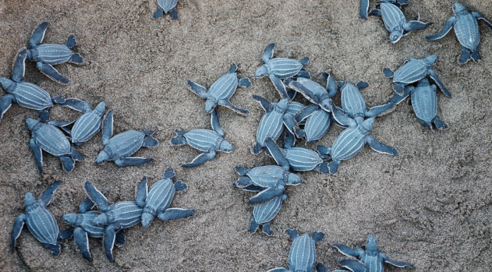 Image: Sea turtles hatch from their nest