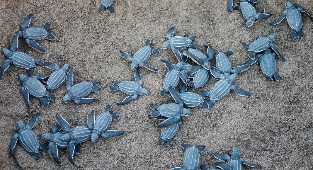 Image: Sea turtle hatchlings making their way out of the nest and toward the ocean