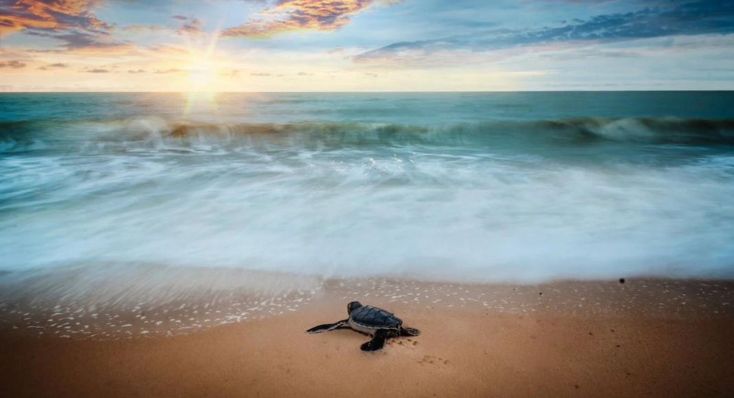 Image: A sea turtle heading to the ocean