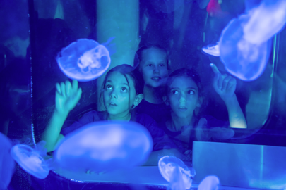 Image: Children observe jellyfish at the Phillip & Patricia Frost Museum of Science