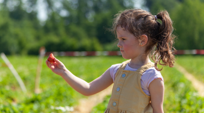 Image: A girl holds a strawberry she just picked from a field