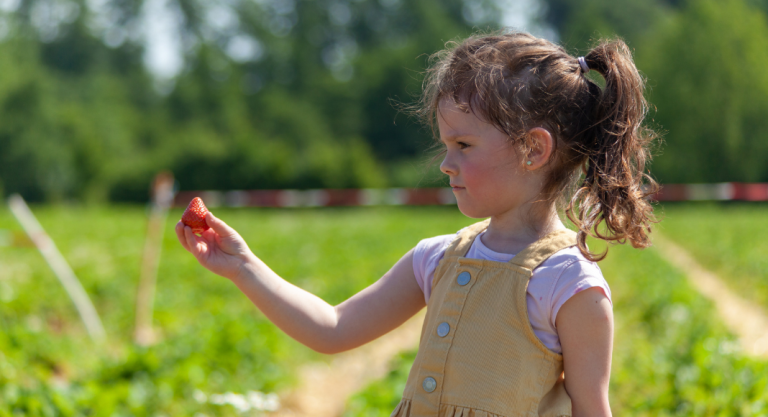 Image: A girl holds a strawberry she just picked from a field