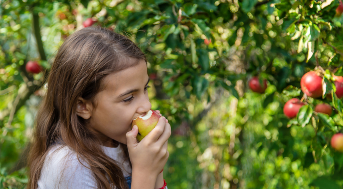 Image: A child bites into an apple at an orchard